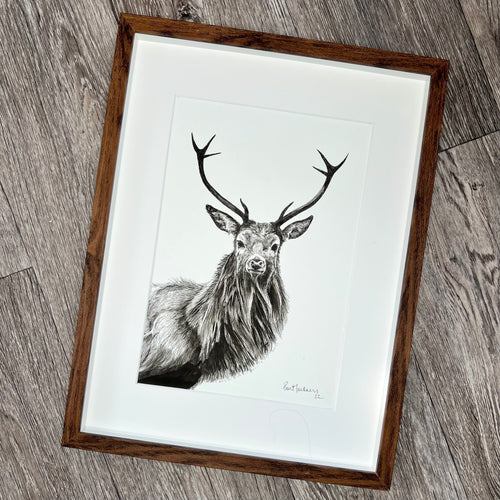 ‘Stag’ pen & ink sketch - framed