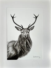 ‘Stag’ pen & ink sketch - framed